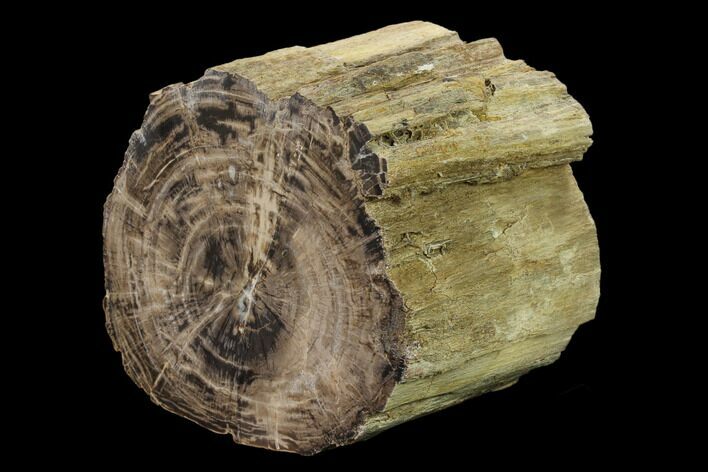 Polished Petrified Wood Section - Arizona #159727